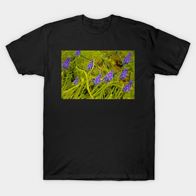 OH MUSCARI ! T-Shirt by dumbodancer